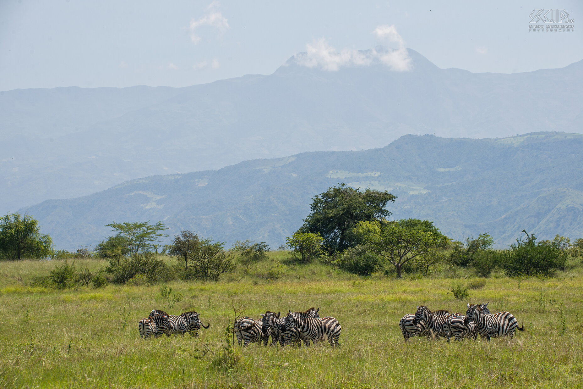 Nechisar - Zebra's Nechisar/Netch Sar is een nationaal park gelegen tussen de Abya- en Chamo meren dat zeer moeilijk toegankelijk is vanwege de hobbelige en modderige weg. Het is zeker geen topbestemming in Afrika voor dieren, maar qua landschappen is het wel zeer mooi. Op de uitgestrekte vlakten in het oosten (Nechisar Plains) komen vooral zebra’s en antilopen voor. Wij zagen veel zebra’s en een paar hartebeesten, Grant’s gazelles en koedoes in de verte.  Stefan Cruysberghs